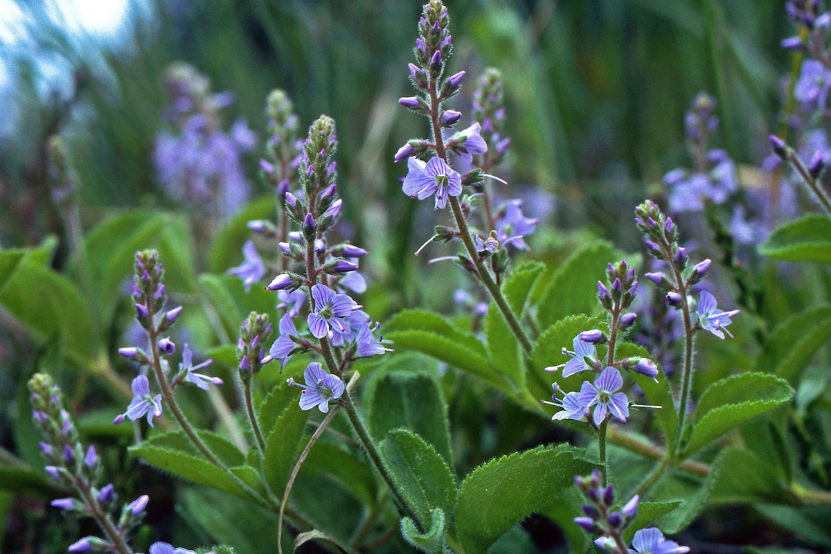 Plantaginaceae Veronica officinalis