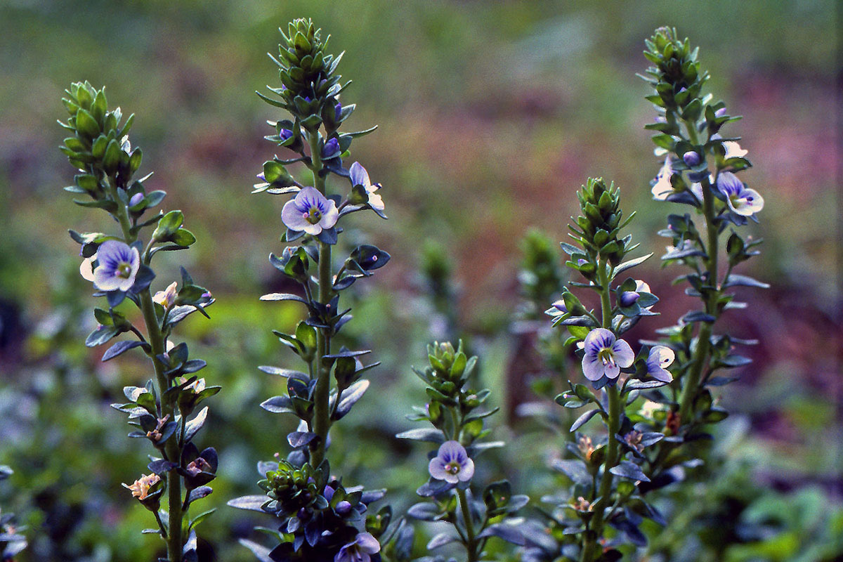 Plantaginaceae Veronica serpyllifolia