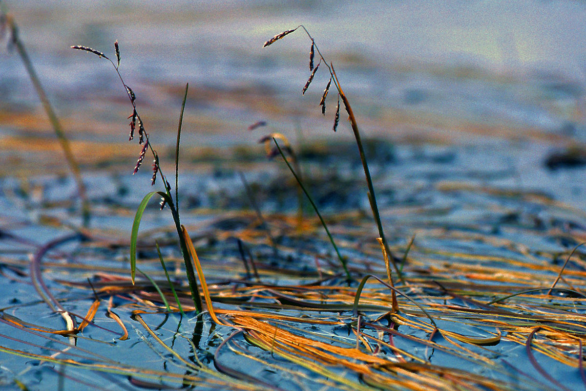 Poaceae Pleuropogon sabinei