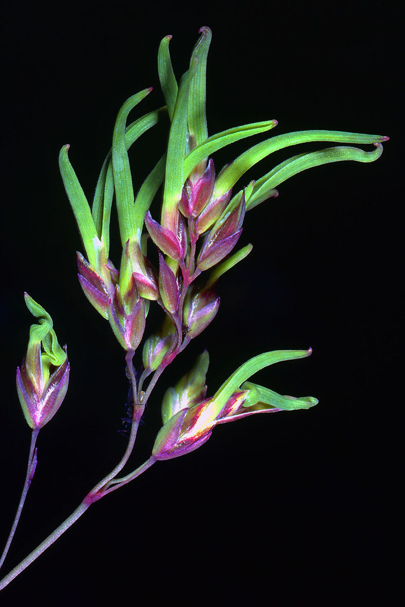 Poaceae Poa alpina