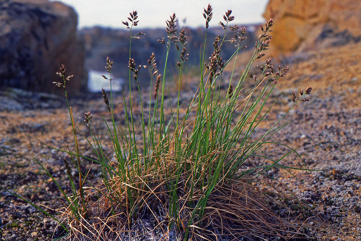 Poaceae Hierochloe alpina