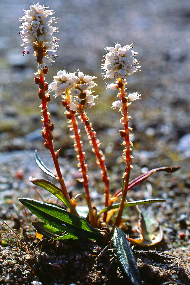 Polygonaceae Persicaria vivipara