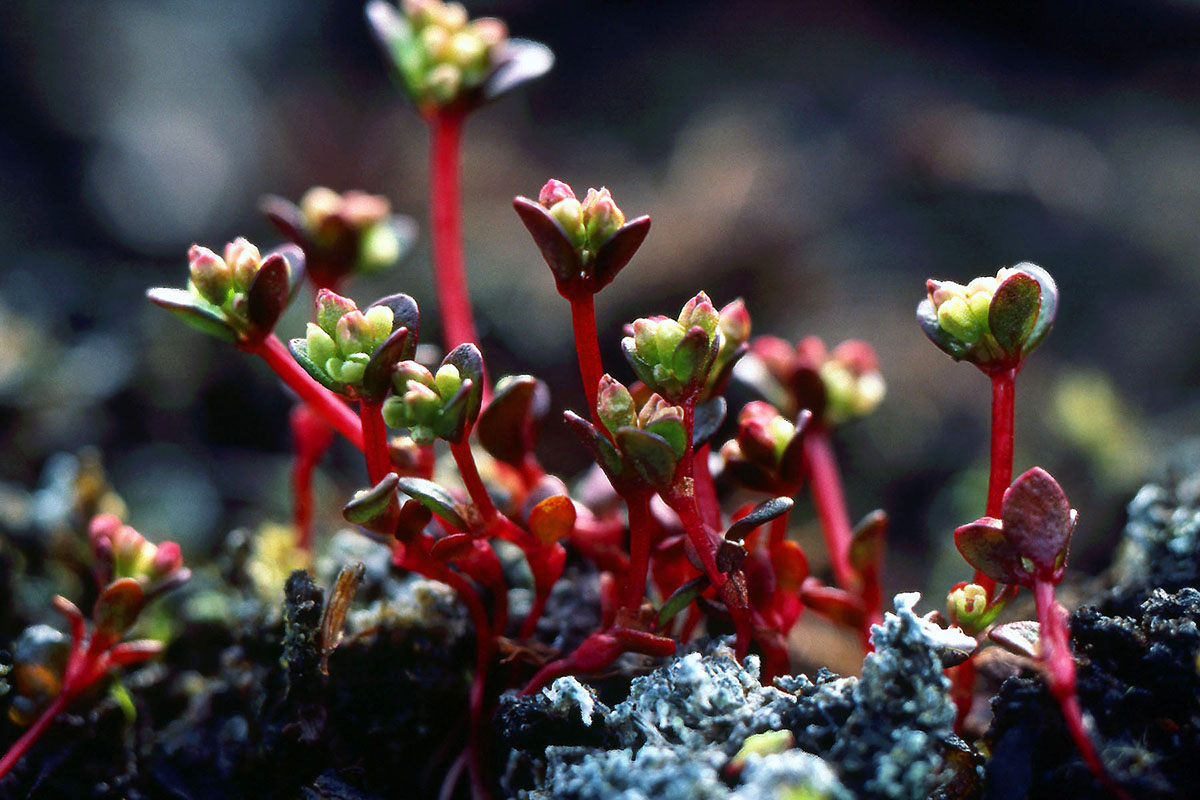 Polygonaceae Koenigia islandica
