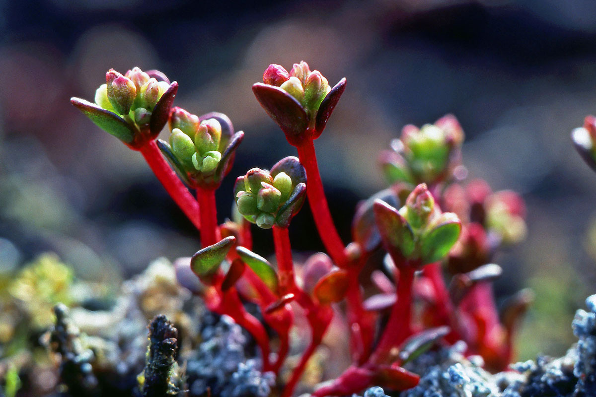 Polygonaceae Koenigia islandica