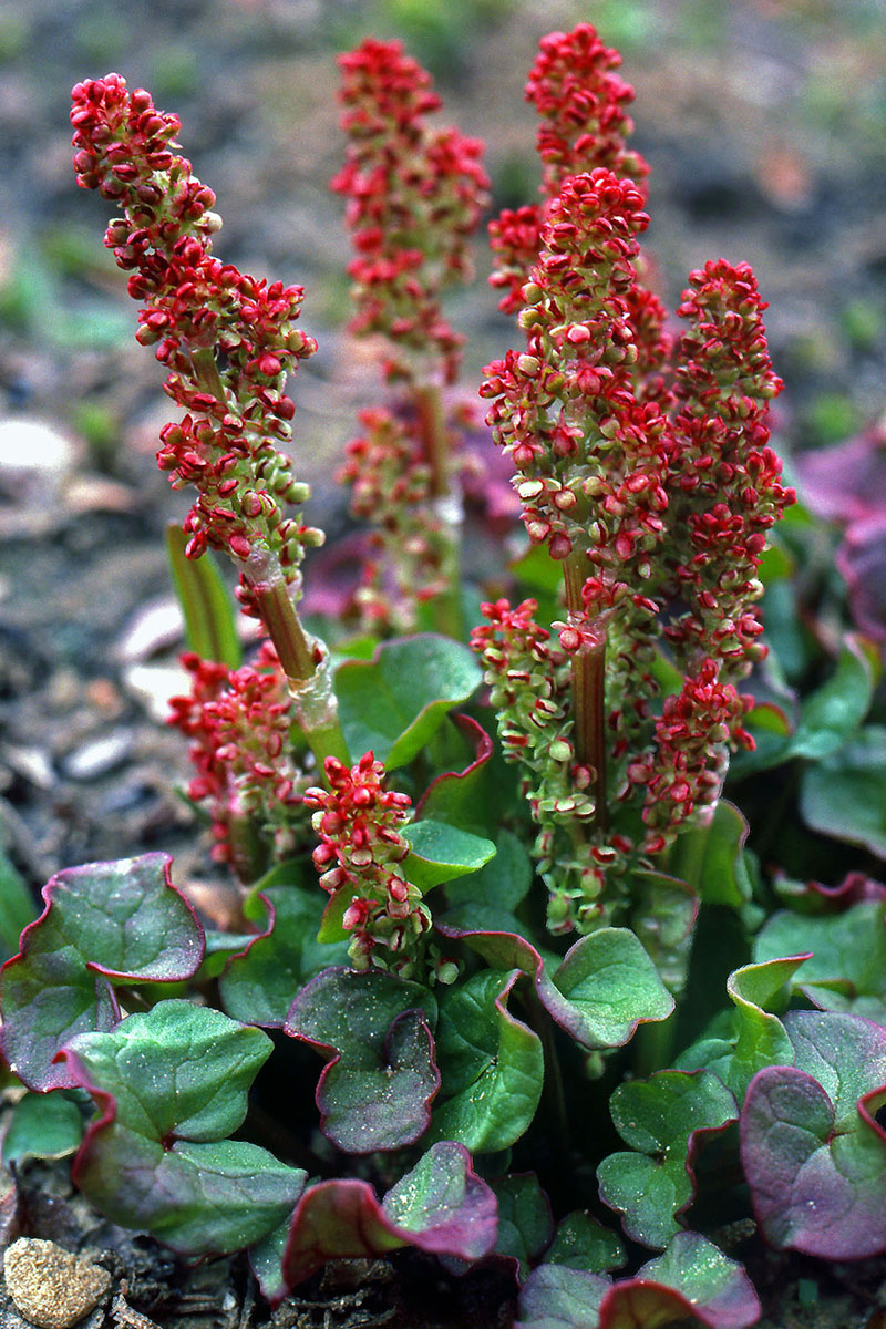 Polygonaceae Oxyria digyna