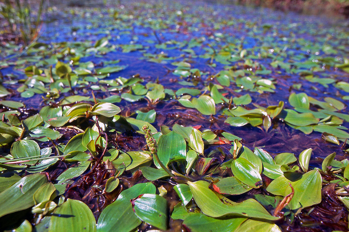 Potamogetonaceae Potamogeton gramineus