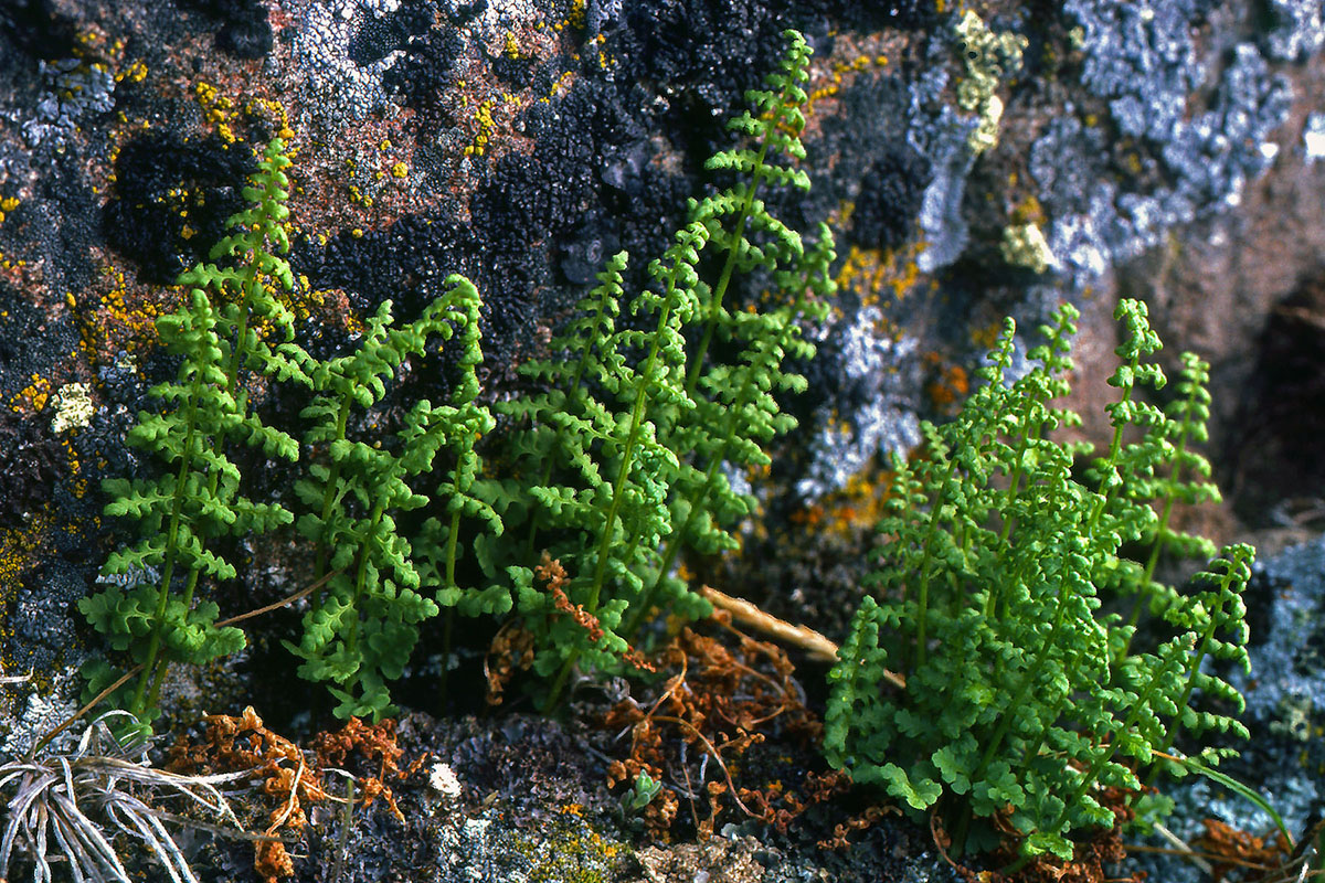 Cystopteridaceae Cystopteris fragilis