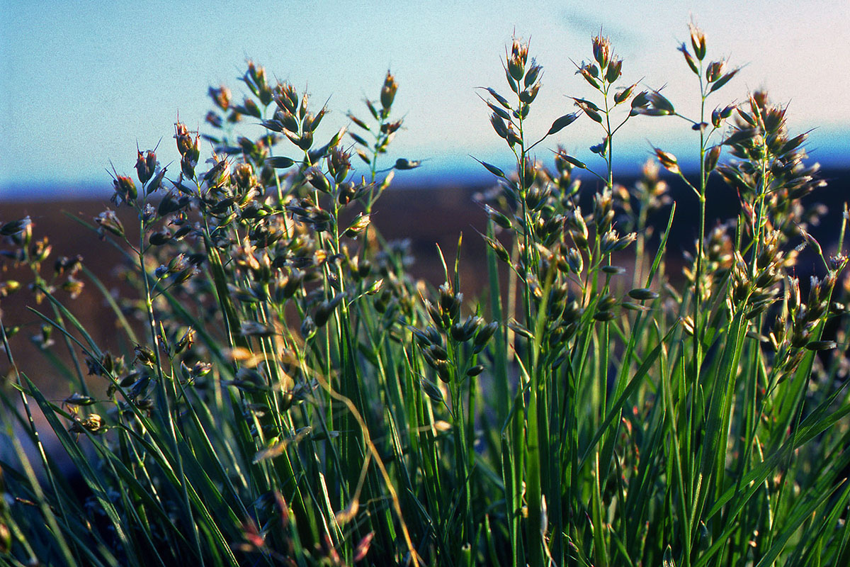 Poaceae Hierochloe alpina