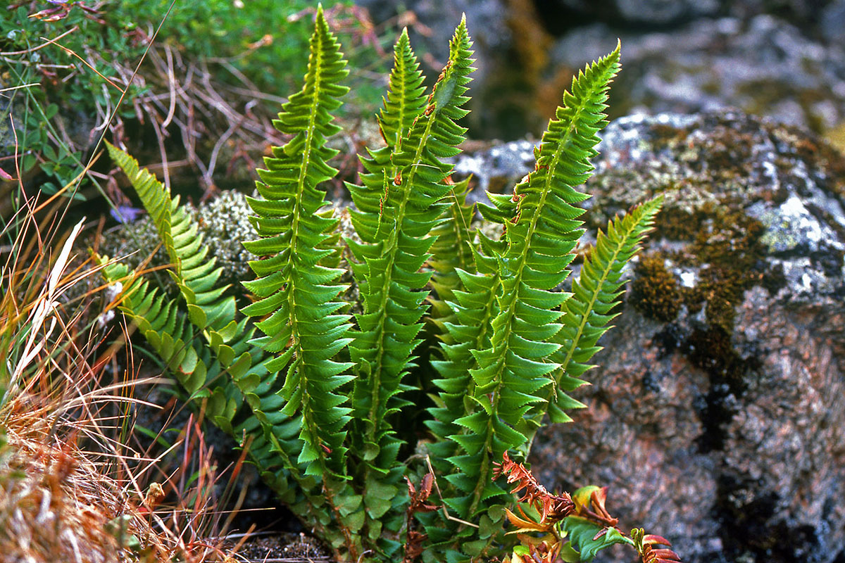 Dryopteridaceae Polystichum lonchitis