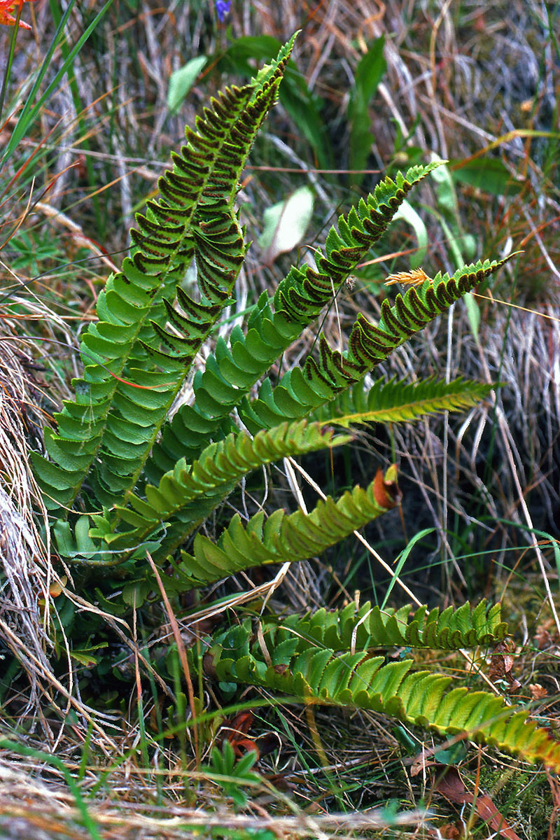 Dryopteridaceae Polystichum lonchitis