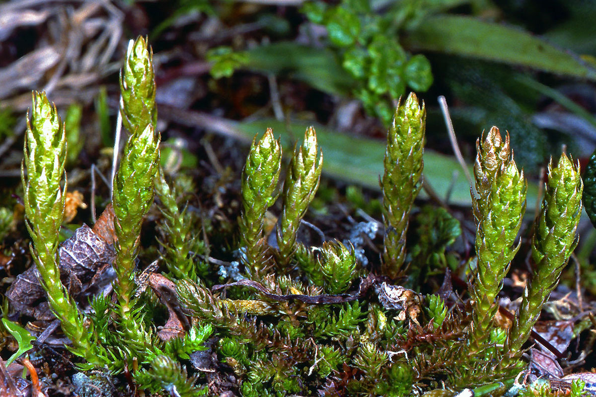 Selaginellaceae Selaginella selaginoides