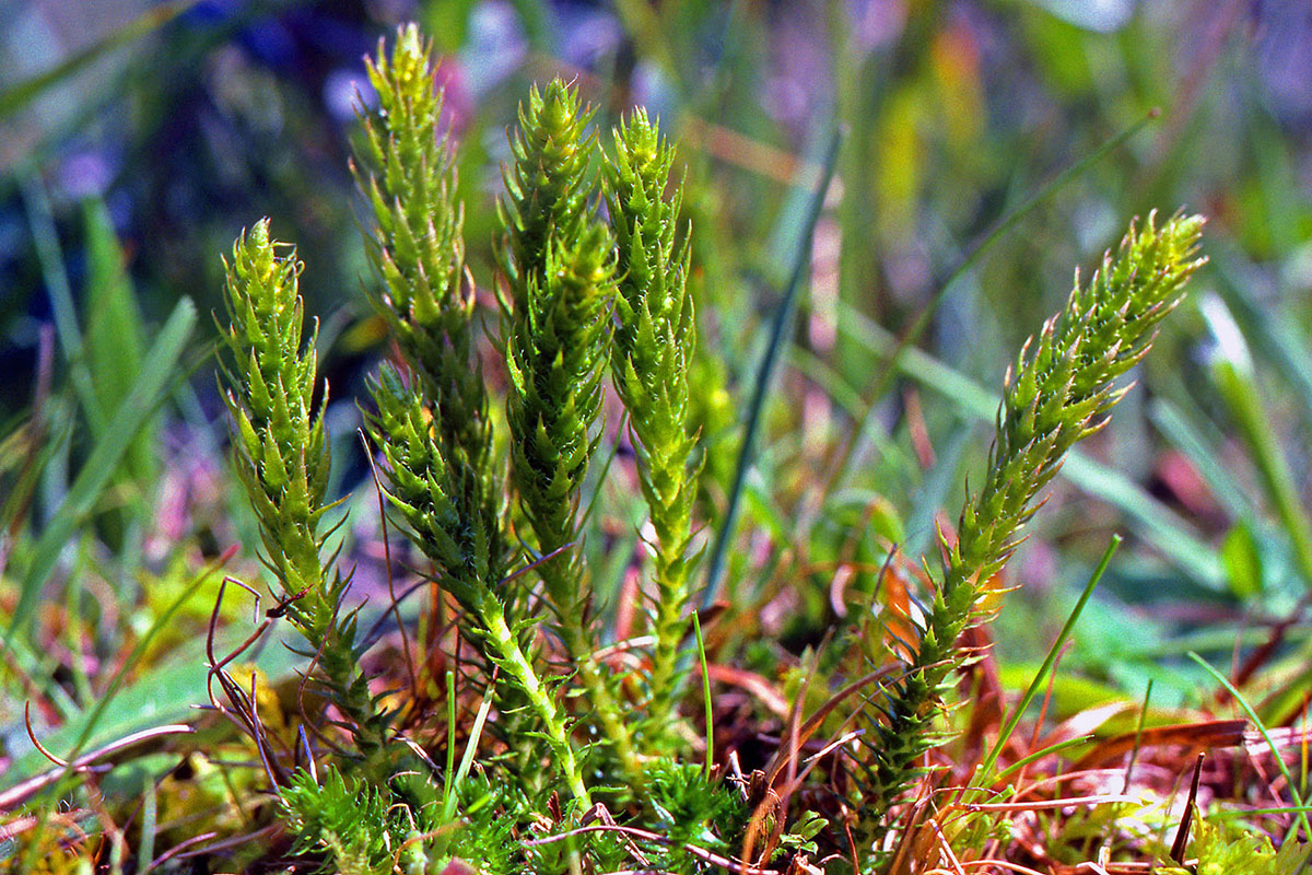 Selaginellaceae Selaginella selaginoides