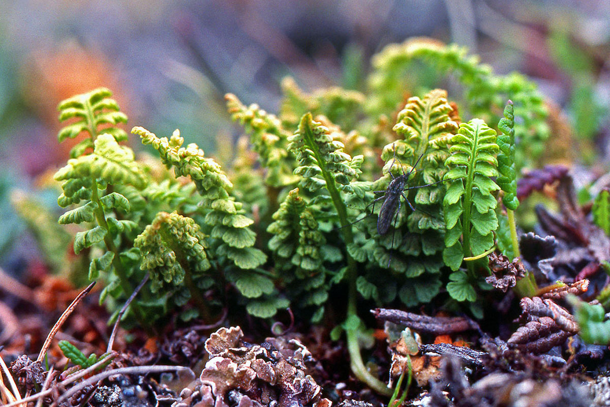 Woodsiaceae Woodsia glabella