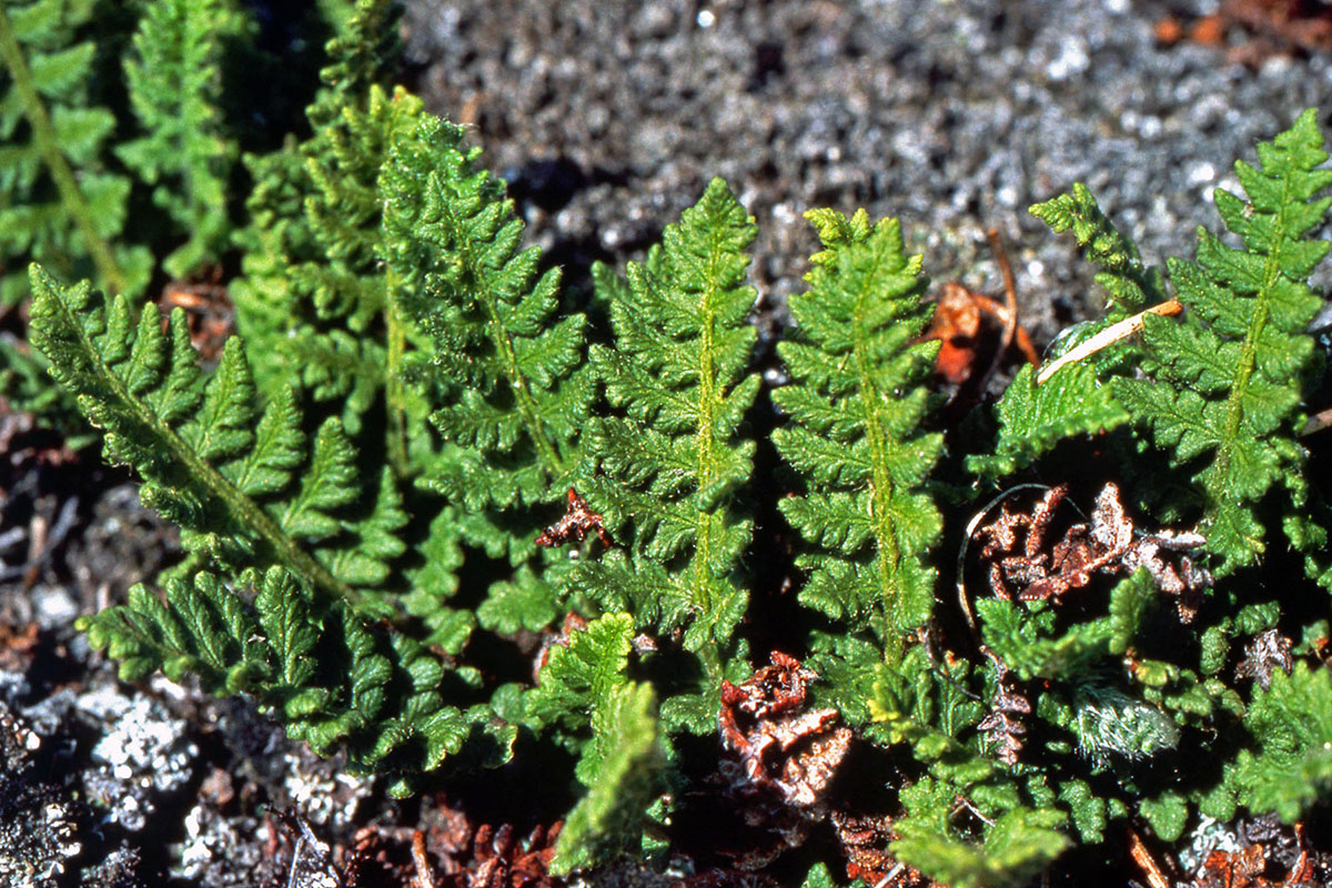 Woodsiaceae Woodsia ilvensis