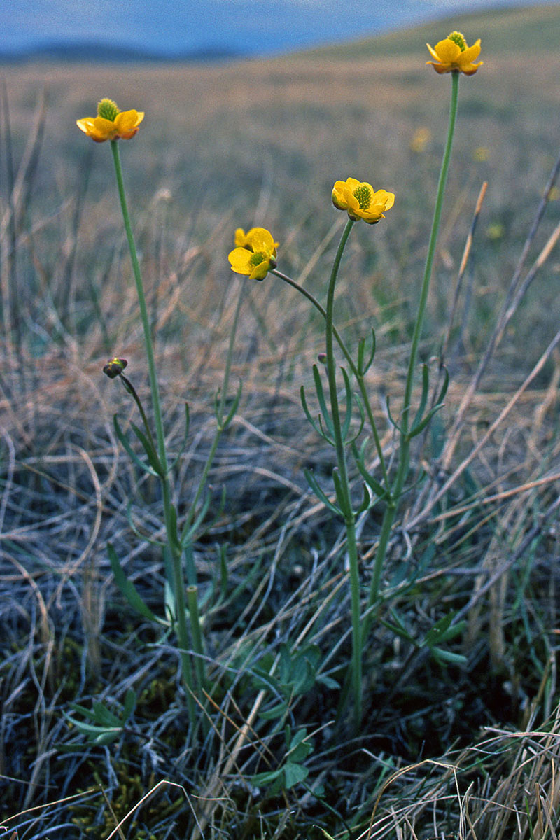 Ranunculaceae Ranunculus pedatifidus