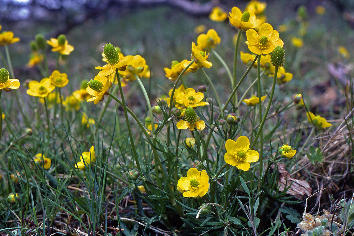 Ranunculaceae Ranunculus pedatifidus