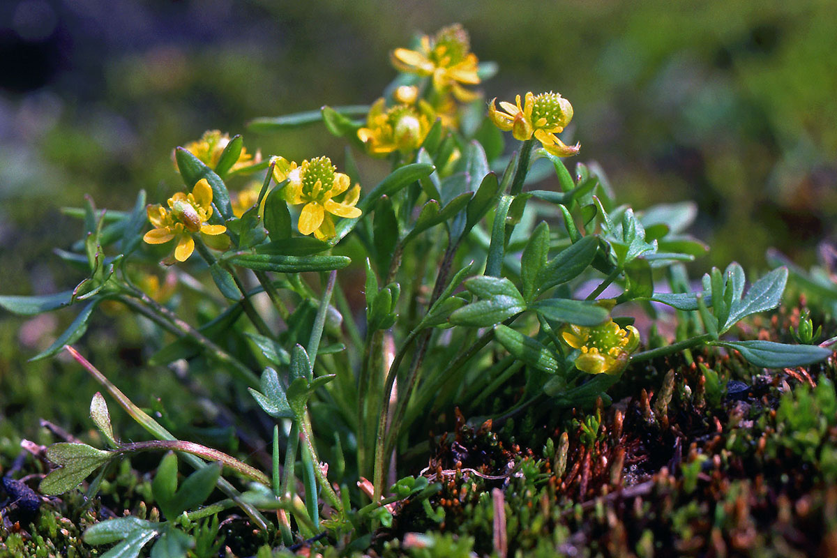 Ranunculaceae Ranunculus pygmaeus