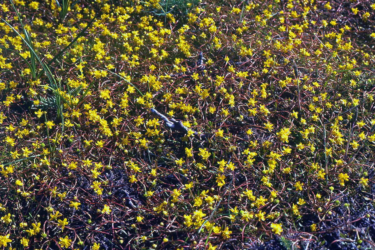 Ranunculaceae Ranunculus reptans