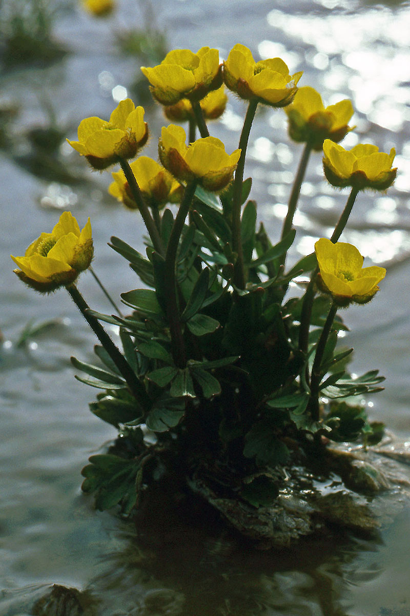 Ranunculaceae Ranunculus sulphureus