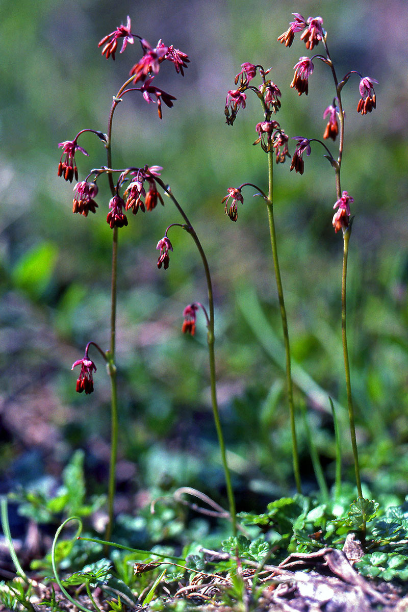 Ranunculaceae Thalictrum alpinum