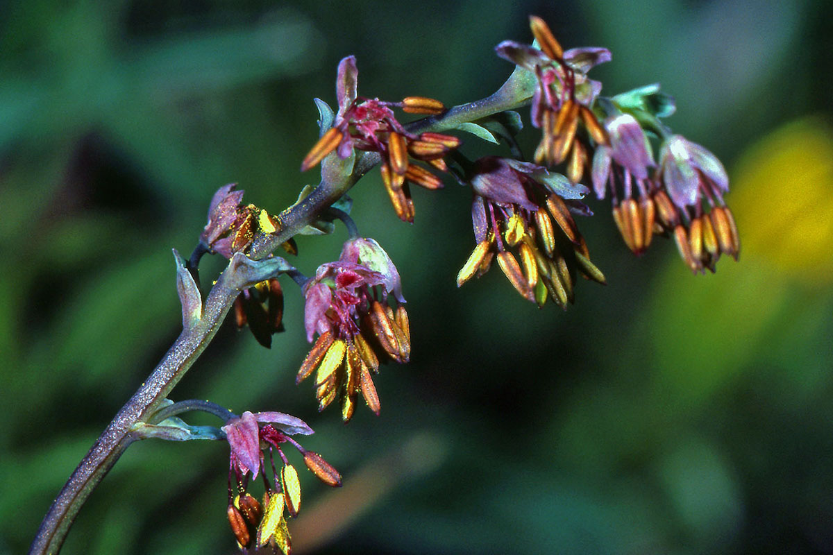 Ranunculaceae Thalictrum alpinum