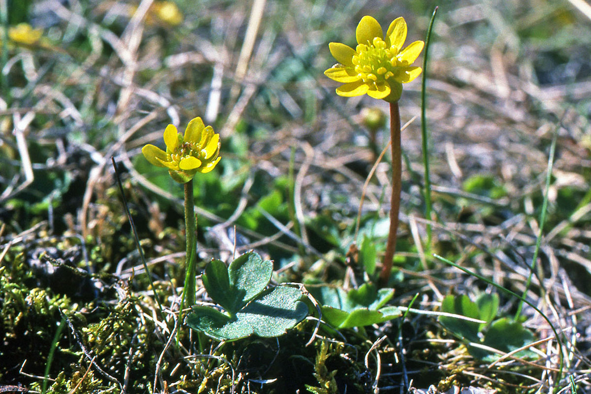 Ranunculaceae Coptidium lapponicum