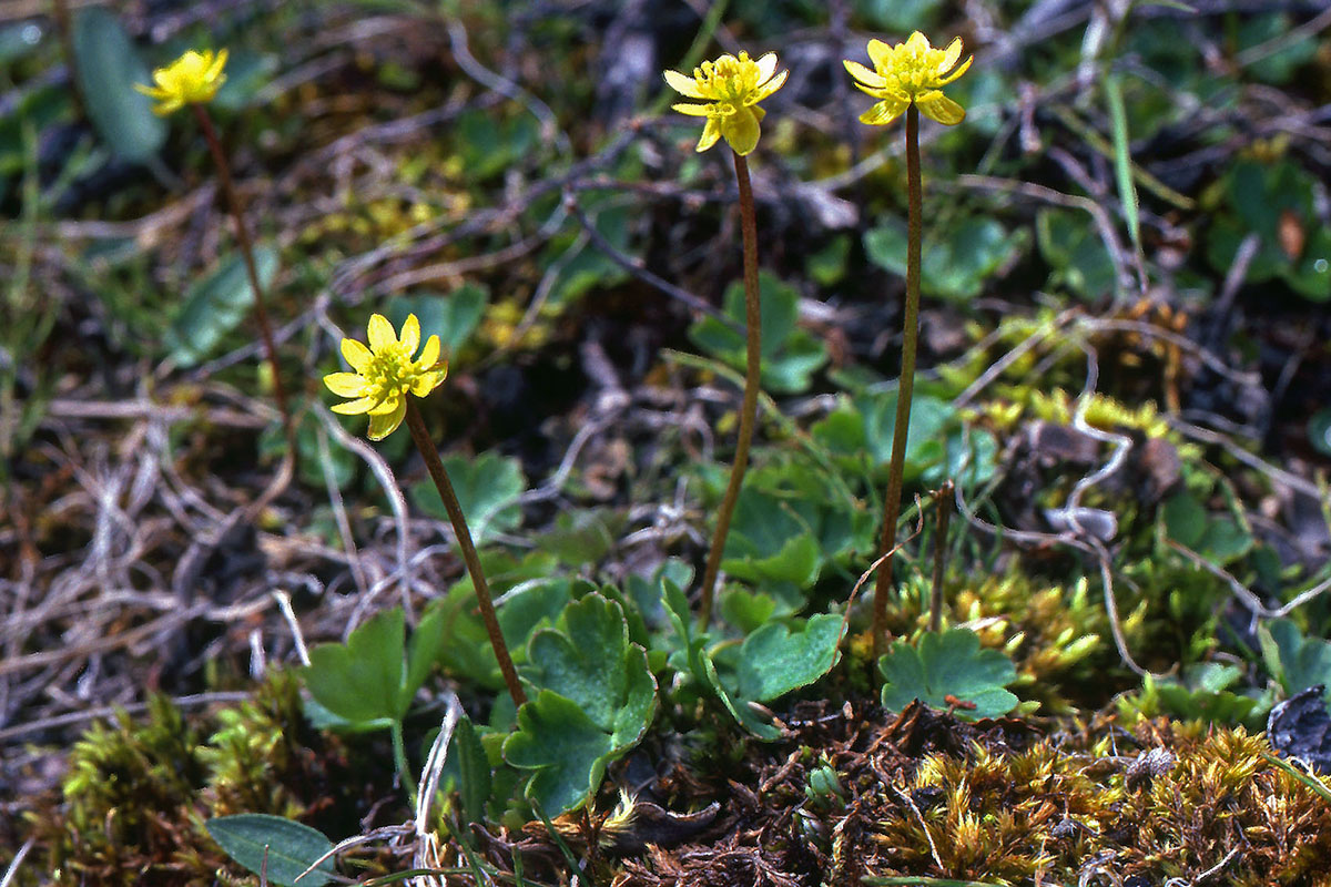 Ranunculaceae Coptidium lapponicum