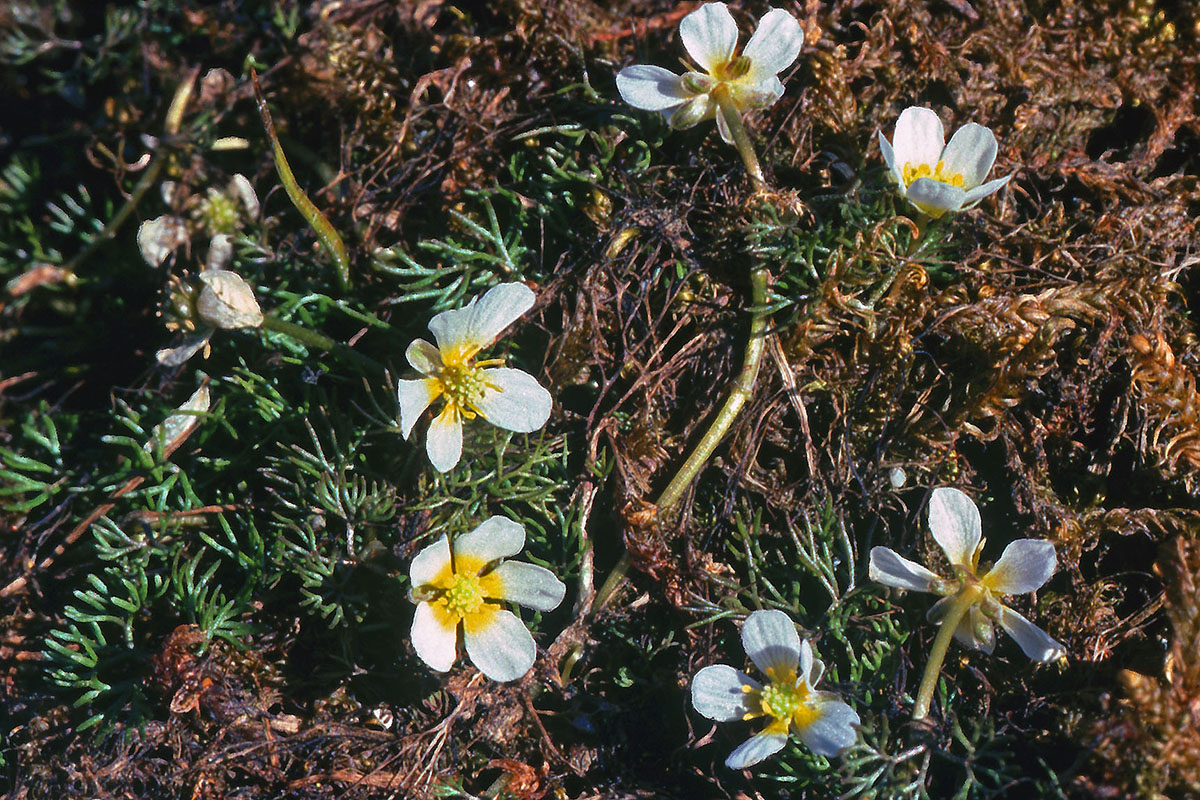Ranunculaceae Ranunculus aquatilis