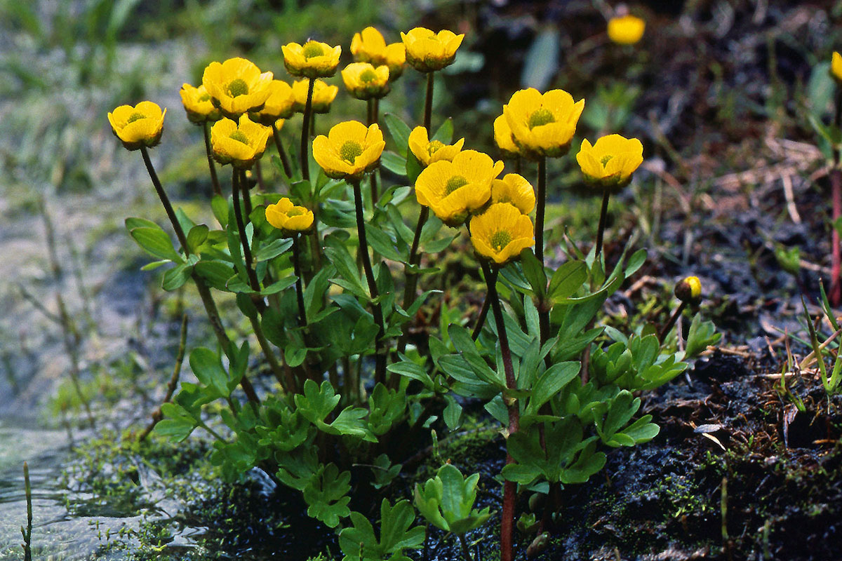 Ranunculaceae Ranunculus nivalis