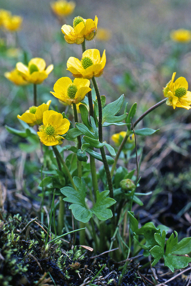 Ranunculaceae Ranunculus nivalis