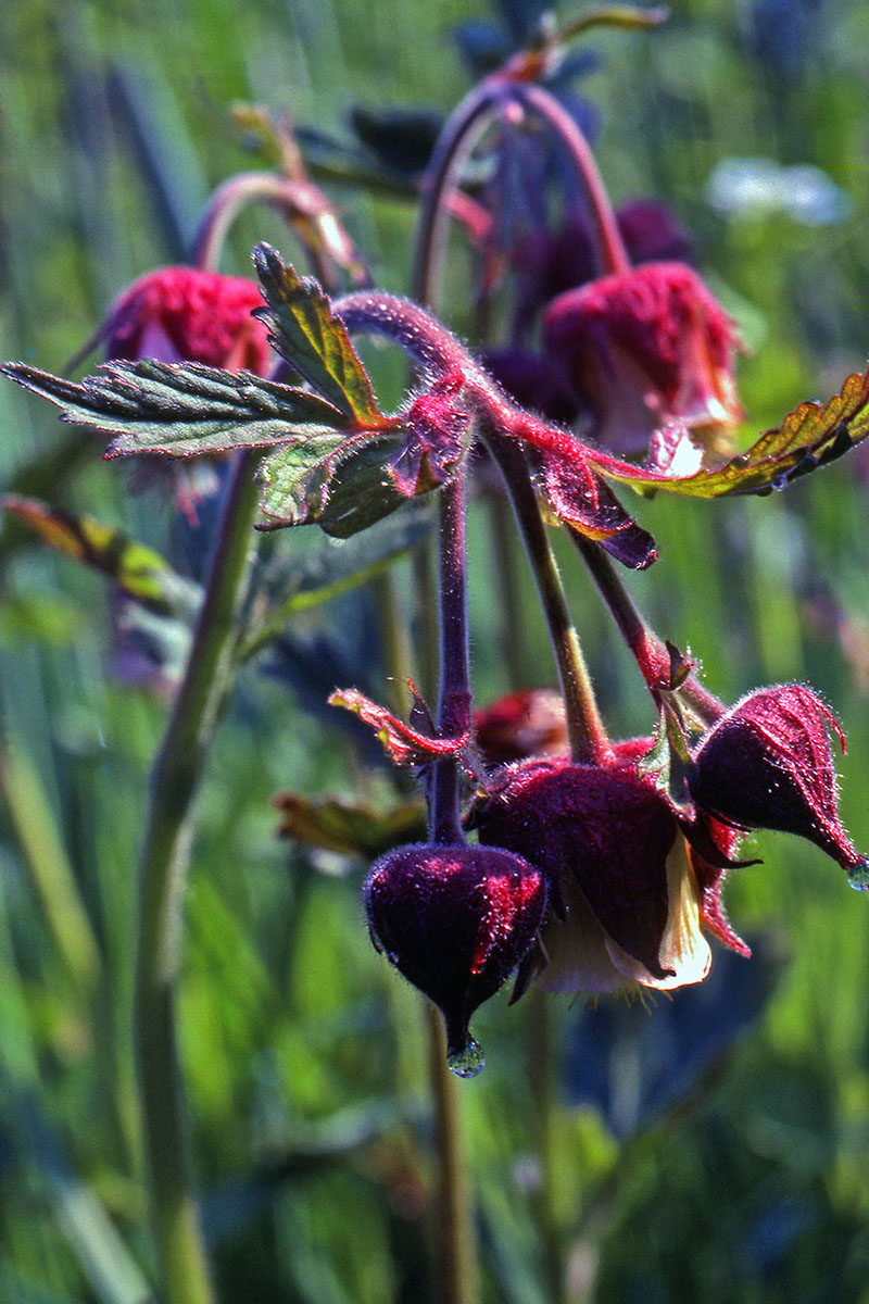 Rosaceae Geum rivale