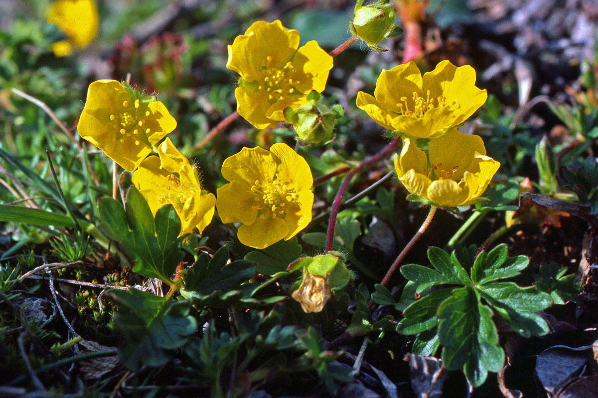 Rosaceae Potentilla crantzii