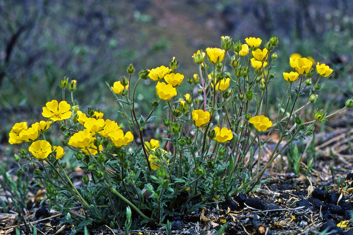 Rosaceae Potentilla hookeriana