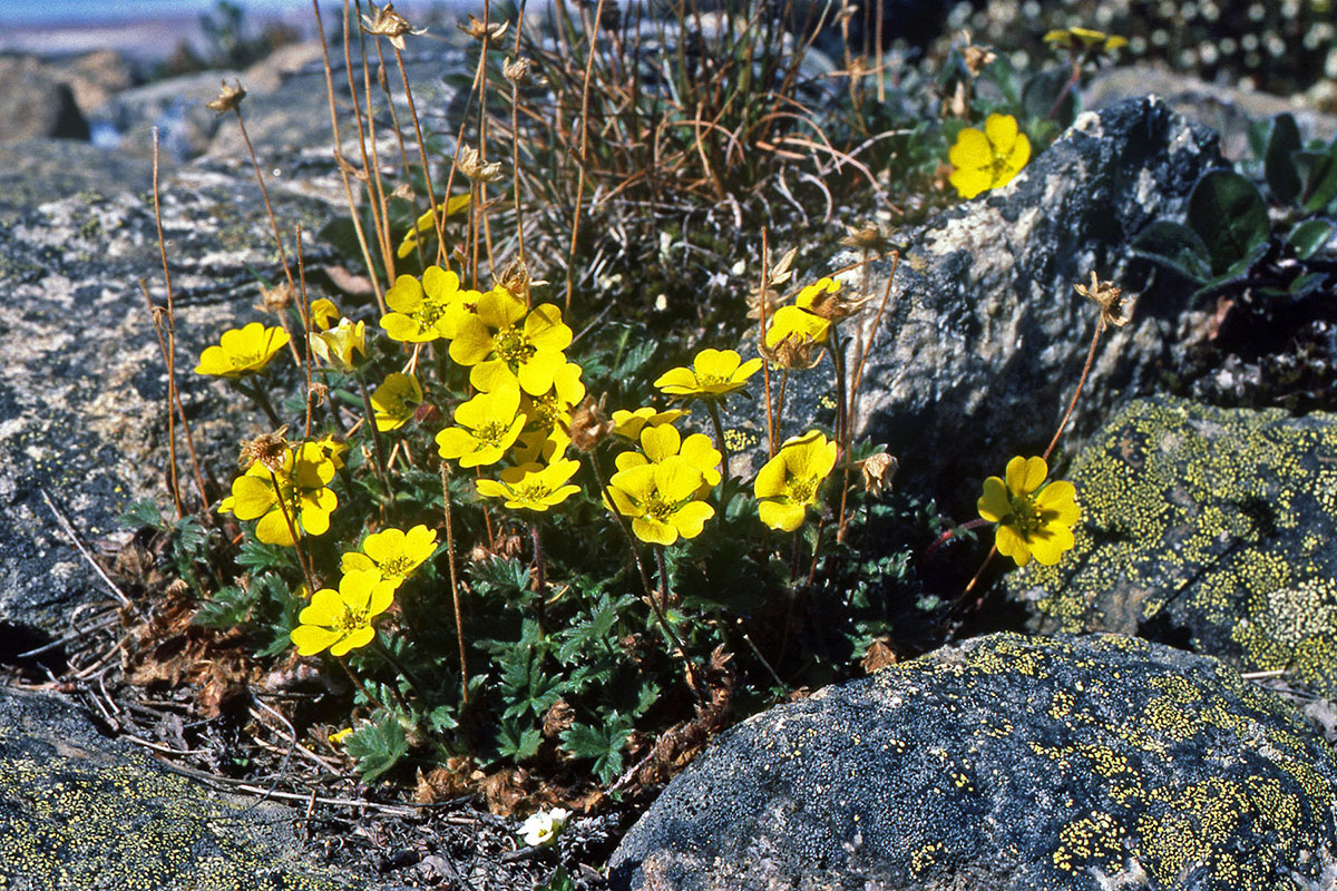 Rosaceae Potentilla hyparctica