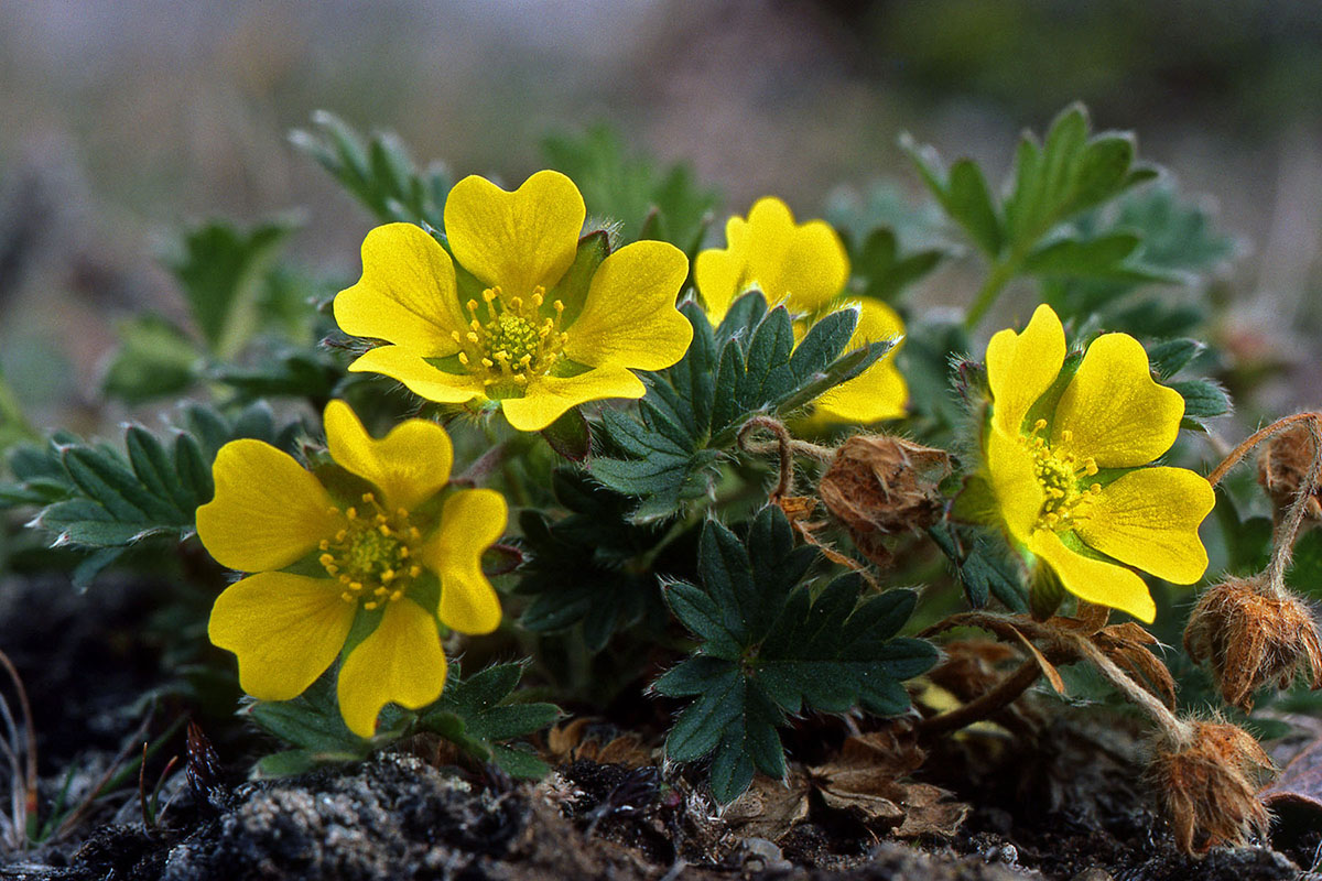 Rosaceae Potentilla hyparctica