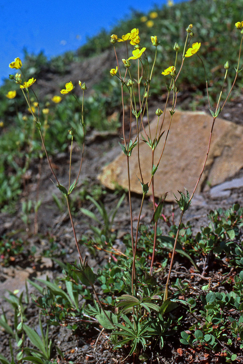 Rosaceae Potentilla stipularis