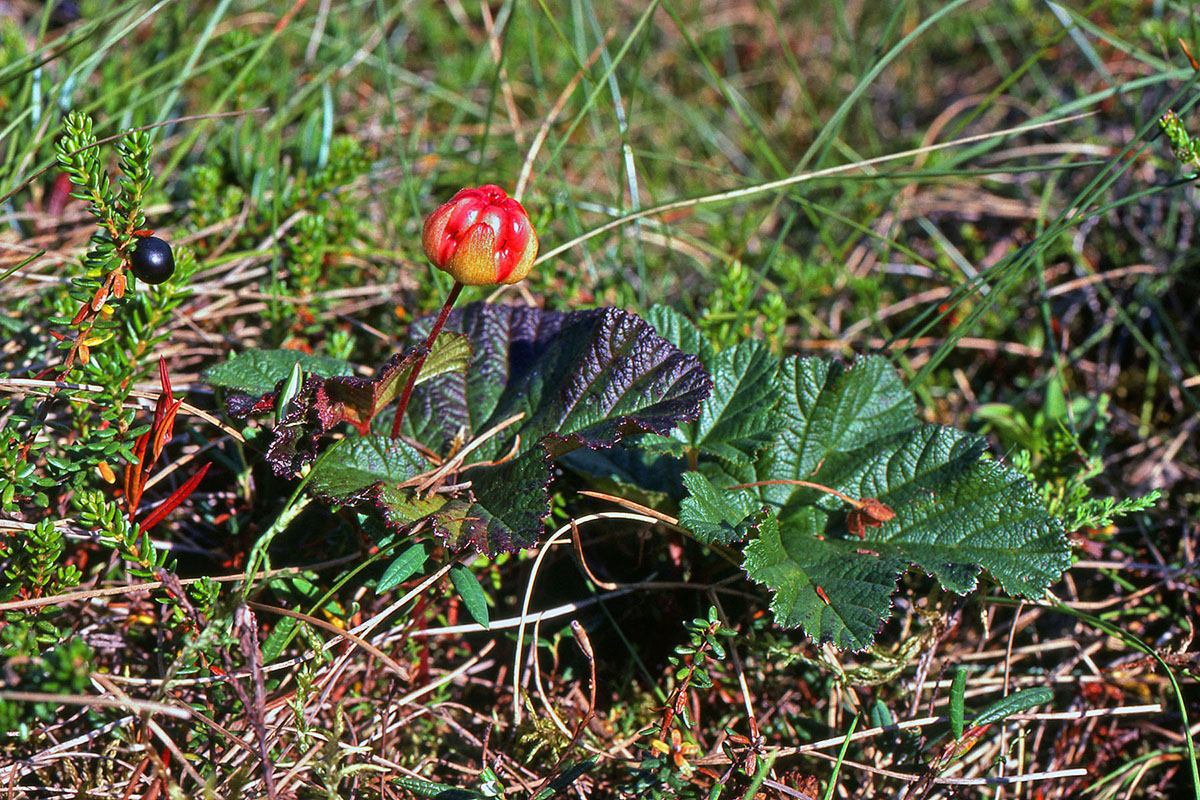 Rosaceae Rubus chamaemorus