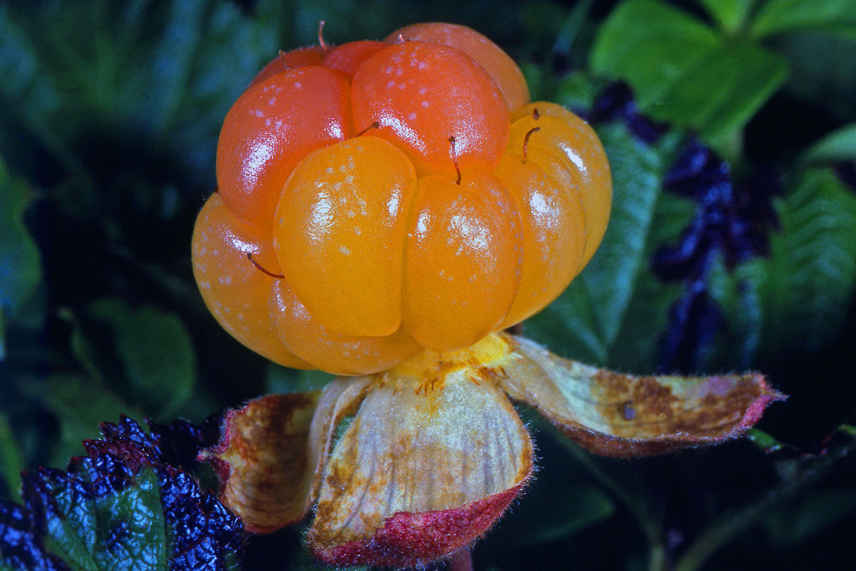 Rosaceae Rubus chamaemorus
