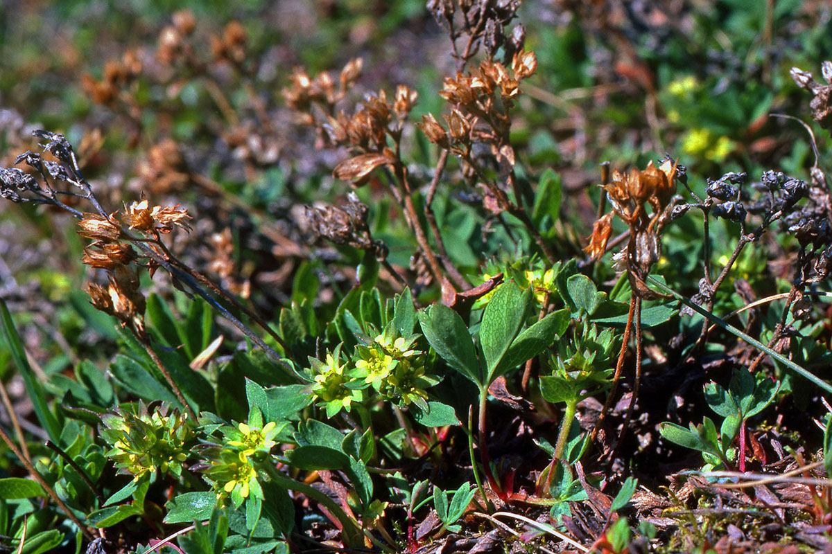 Rosaceae Sibbaldia procumbens