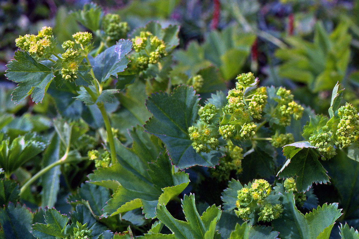 Rosaceae Alchemilla glomerulans