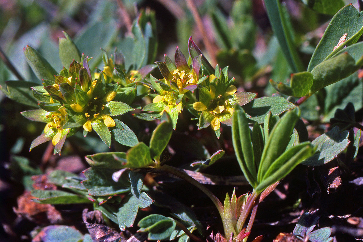 Rosaceae Sibbaldia procumbens