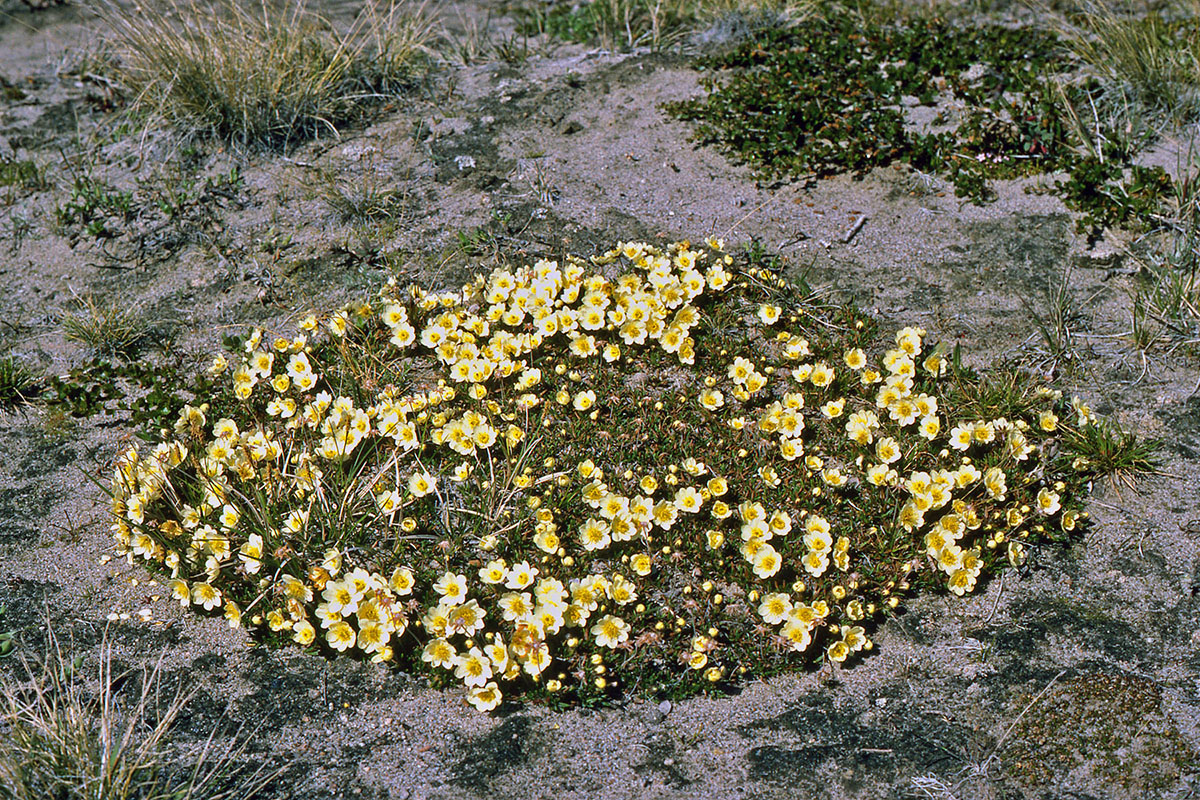 Rosaceae Dryas integrifolia