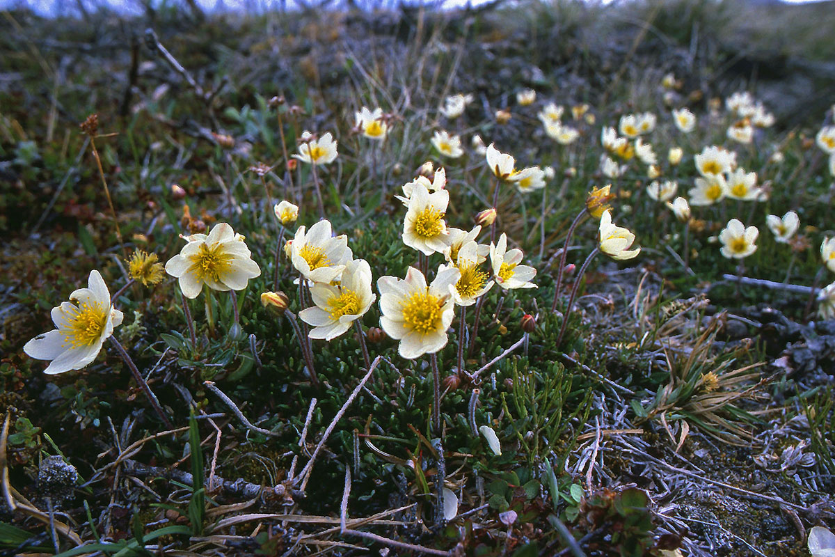 Rosaceae Dryas integrifolia