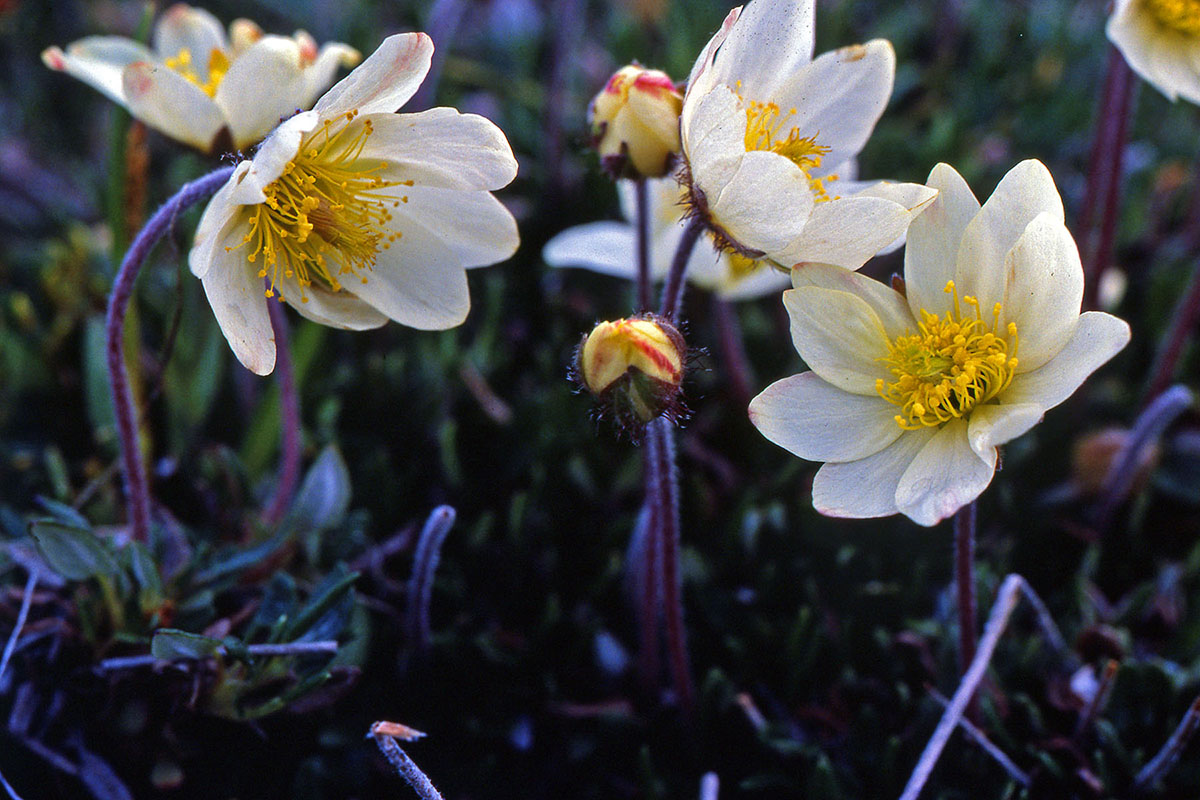 Rosaceae Dryas integrifolia