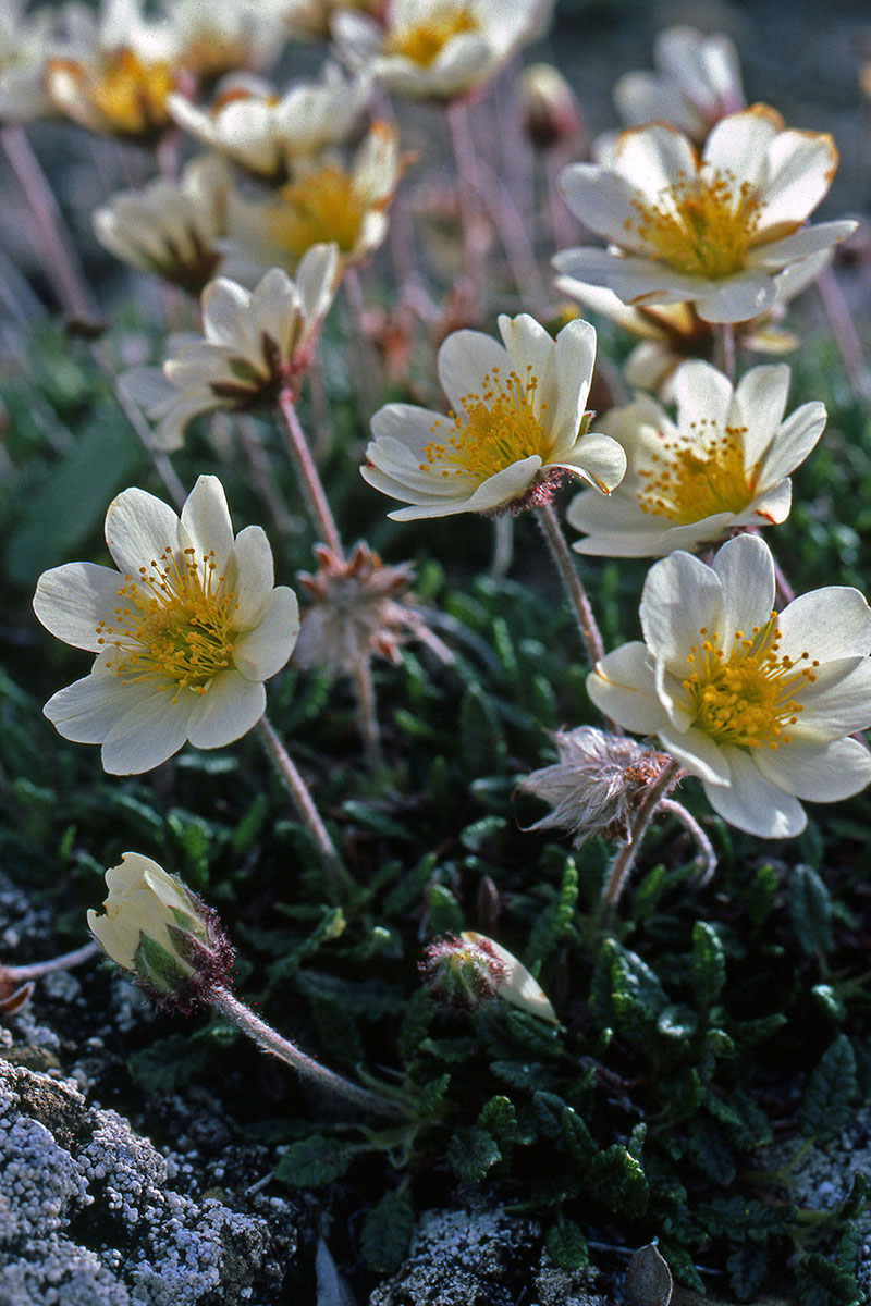 Rosaceae Dryas octopetala