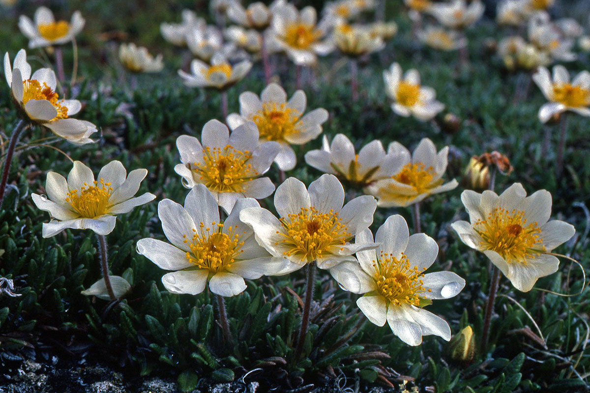 Rosaceae Dryas octopetala