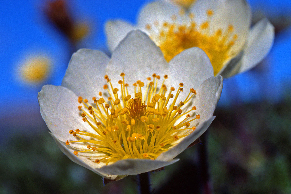 Rosaceae Dryas octopetala