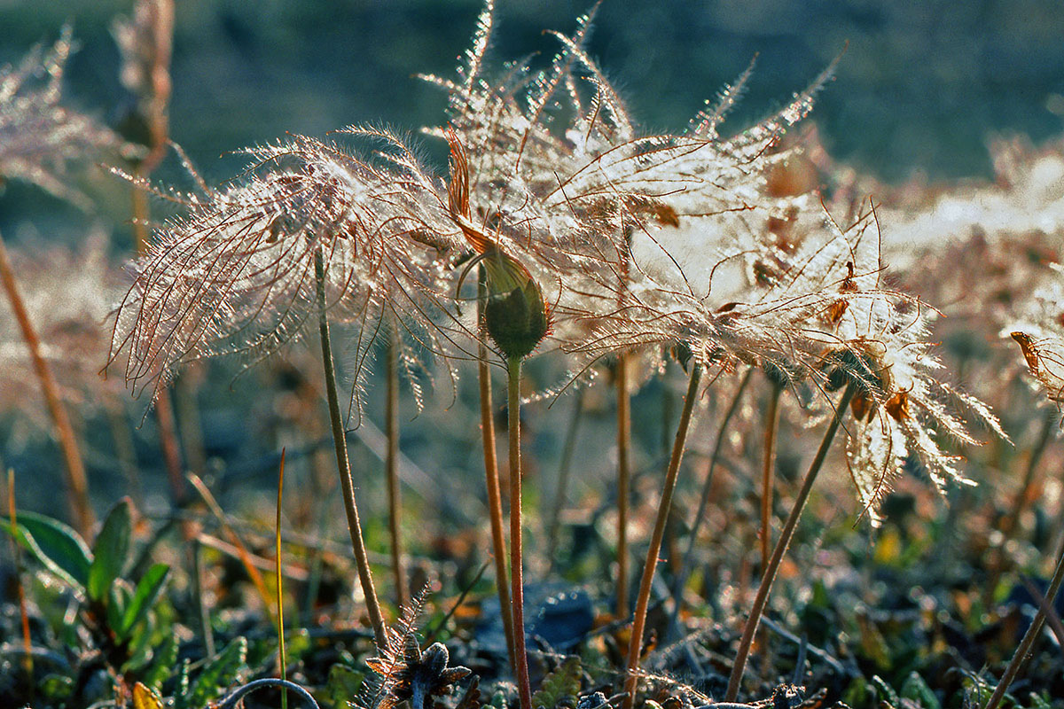 Rosaceae Dryas octopetala