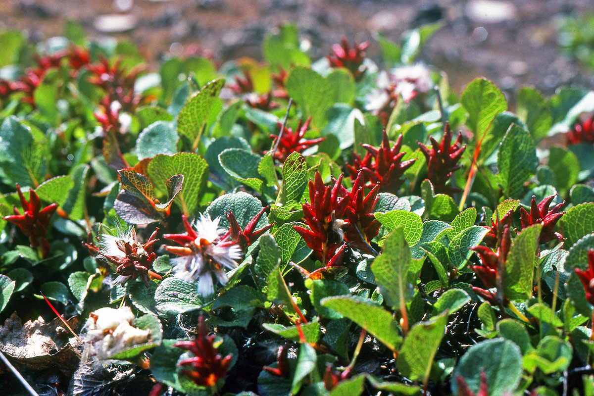 Salicaceae Salix herbacea