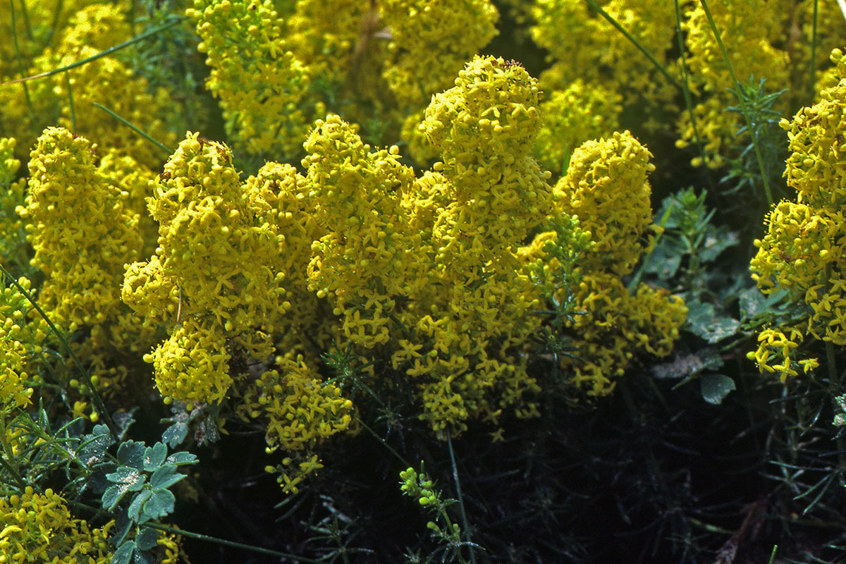 Rubiaceae Galium verum